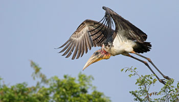 Bird Sanctuary