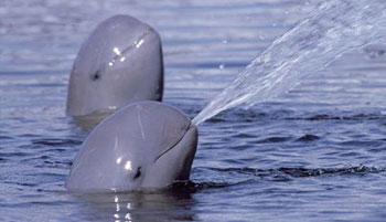 Freshwater Dolphins